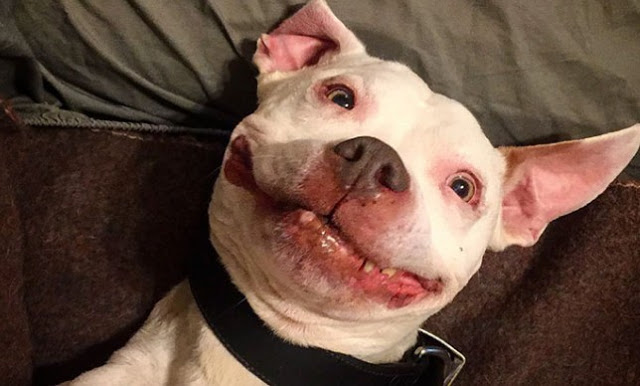 Αδέσποτο σκυλί σώζεται και δεν σταματά να χαμογελά! - Φωτογραφία 6
