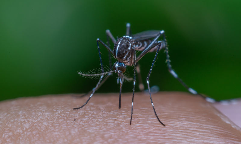 Υπ. Υγείας για ελονοσία: Υπαρκτό αλλά ελεγχόμενο το πρόβλημα - Κίνδυνος διεθνούς δυσφήμισης - Φωτογραφία 1