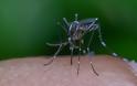 Υπ. Υγείας για ελονοσία: Υπαρκτό αλλά ελεγχόμενο το πρόβλημα - Κίνδυνος διεθνούς δυσφήμισης