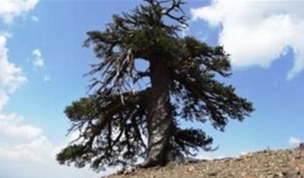 Ψηλά στην Πίνδο το γηραιότερο δέντρο της Ευρώπης - Φωτογραφία 1