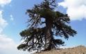 Ψηλά στην Πίνδο το γηραιότερο δέντρο της Ευρώπης
