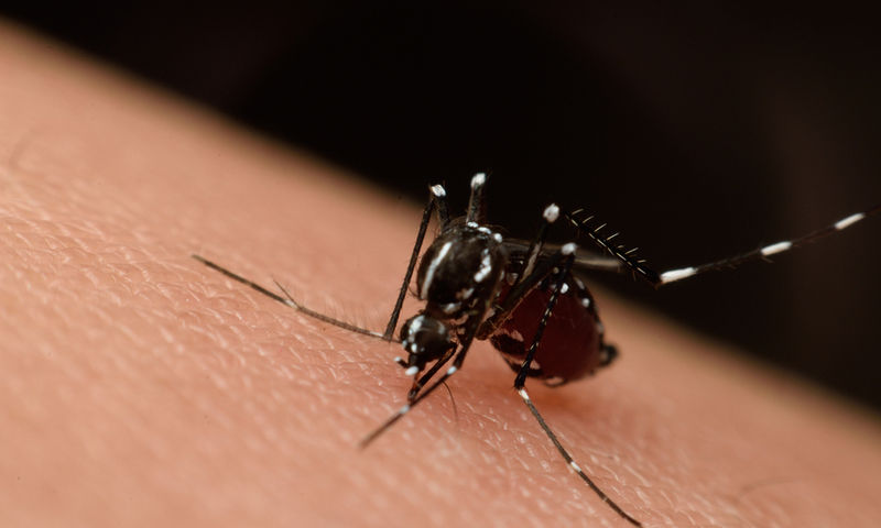 ΙΣΠειραιά : Υπαρκτός ο κίνδυνος για επανεμφάνιση της ελονοσίας - Επιστολή σε ΕΚΕΠΥ - Φωτογραφία 1