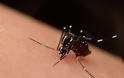 ΙΣΠειραιά : Υπαρκτός ο κίνδυνος για επανεμφάνιση της ελονοσίας - Επιστολή σε ΕΚΕΠΥ