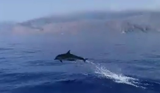 Μακροβούτια υψηλών επιδόσεων… από δελφίνια σε παραλία της Κρήτης - Φωτογραφία 1