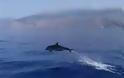 Μακροβούτια υψηλών επιδόσεων… από δελφίνια σε παραλία της Κρήτης