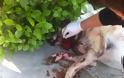 Η κακοποίηση ζώων συνδέεται με την κακοποίηση ανθρώπων - Το προφίλ των ατόμων που κακοποιούν ζώα