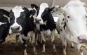Στην Ινδία βάφουν τα κέρατα των αγελάδων για να μειώσουν τα τροχαία