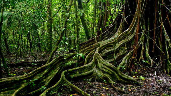 Κινηματογραφική εκπαίδευση πεζοναυτών στη ζούγκλα (video) - Φωτογραφία 1