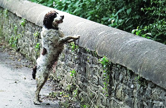 Μυστήριο! Γιατί έκαναν  βουτιές θανάτου 560 σκύλοι από τη γέφυρα; - Φωτογραφία 1