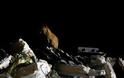 Κρανίου τόπος η Ιταλία! 247 τα θύματα από το σεισμό - Φωτογραφία 2