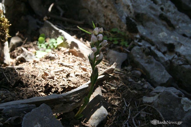 Το σπάνιο φυτό που απο όλο τον κόσμο υπάρχει μόνο στην Κρήτη - Φωτογραφία 2
