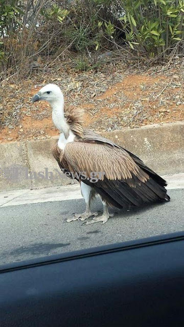 Ένας κρητικός γύπας στη μέση του δρόμου! - Φωτογραφία 2