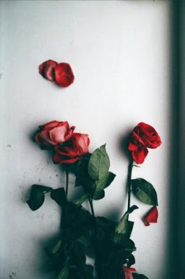 Το κόκκινο τριαντάφυλλο που ήθελε να γίνει λευκό - Φωτογραφία 2