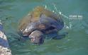Χτυπημένη χελώνα επέπλεε ανάμεσα σε λουόμενους στο Ναύπλιο