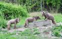 Τα ορφανά αρκουδάκια παίζουν και απολαμβάνουν την ασφάλεια του καταφυγίου του ΑΡΚΤΟΥΡΟΥ [video]
