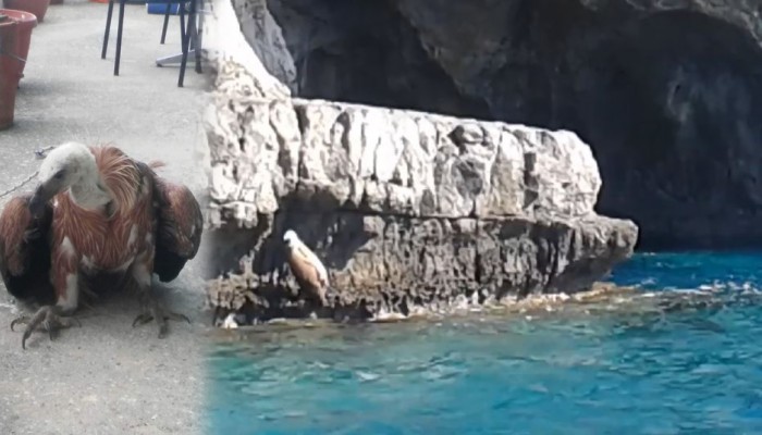 Κρήτη: Βρήκαν χτυπημένο γυπαετό στα βράχια της θάλασσας [video] - Φωτογραφία 1