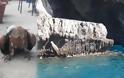 Κρήτη: Βρήκαν χτυπημένο γυπαετό στα βράχια της θάλασσας [video] - Φωτογραφία 1
