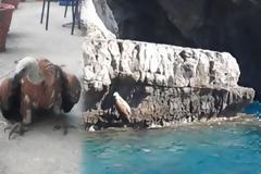 Κρήτη: Βρήκαν χτυπημένο γυπαετό στα βράχια της θάλασσας [video]