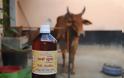 Με… ούρα αγελάδων ανθεί η φαρμακευτική στην Ινδία!