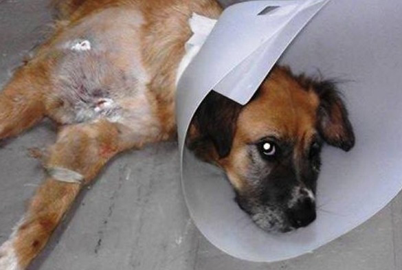 Βρήκαν τον σκύλο χτυπημένο και πυροβολημένο έξι φορές με αεροβόλο στην Μαλάξα Χανίων - Φωτογραφία 1