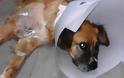 Βρήκαν τον σκύλο χτυπημένο και πυροβολημένο έξι φορές με αεροβόλο στην Μαλάξα Χανίων - Φωτογραφία 1