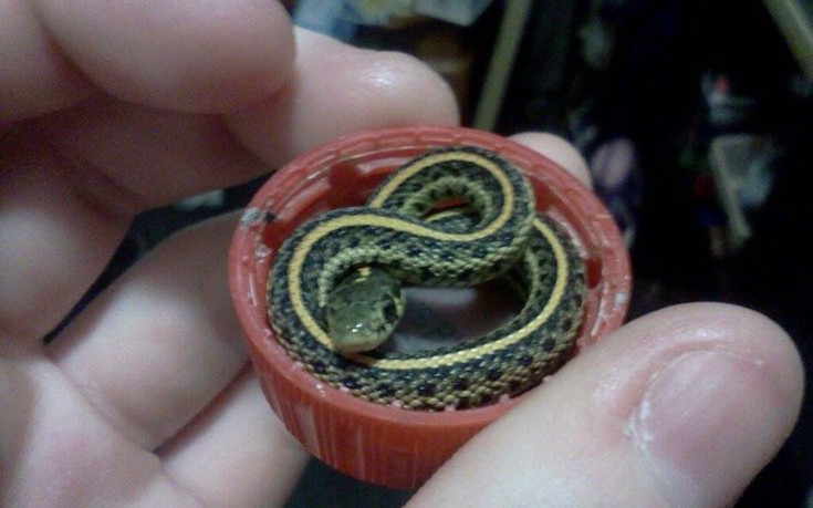 Θα τρελαθείτε! Αυτά είναι τα πιο μικροσκοπικά φίδια που έχετε δει ποτέ - Φωτογραφία 1