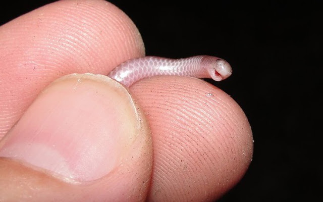 Θα τρελαθείτε! Αυτά είναι τα πιο μικροσκοπικά φίδια που έχετε δει ποτέ - Φωτογραφία 3
