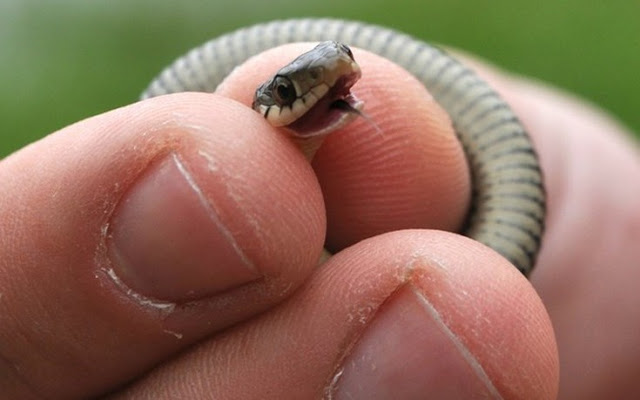 Θα τρελαθείτε! Αυτά είναι τα πιο μικροσκοπικά φίδια που έχετε δει ποτέ - Φωτογραφία 4