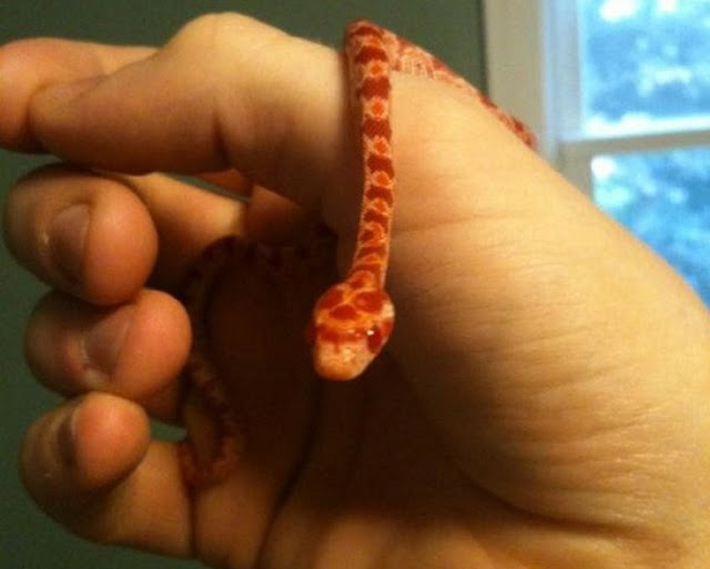 Θα τρελαθείτε! Αυτά είναι τα πιο μικροσκοπικά φίδια που έχετε δει ποτέ - Φωτογραφία 5