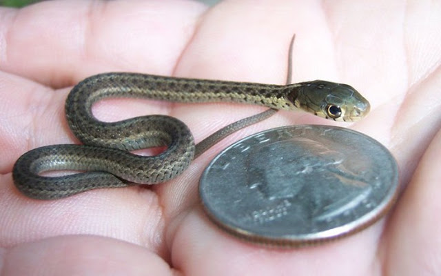 Θα τρελαθείτε! Αυτά είναι τα πιο μικροσκοπικά φίδια που έχετε δει ποτέ - Φωτογραφία 6