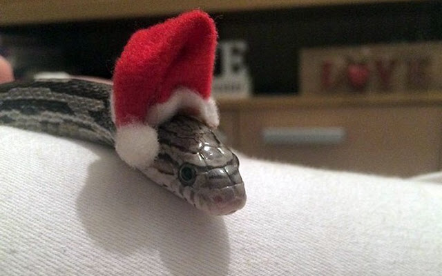 Θα τρελαθείτε! Αυτά είναι τα πιο μικροσκοπικά φίδια που έχετε δει ποτέ - Φωτογραφία 7