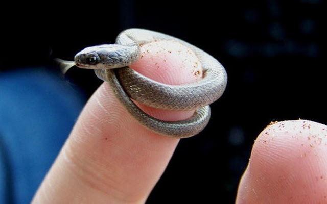 Θα τρελαθείτε! Αυτά είναι τα πιο μικροσκοπικά φίδια που έχετε δει ποτέ - Φωτογραφία 8