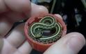 Θα τρελαθείτε! Αυτά είναι τα πιο μικροσκοπικά φίδια που έχετε δει ποτέ - Φωτογραφία 1