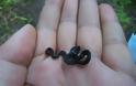 Θα τρελαθείτε! Αυτά είναι τα πιο μικροσκοπικά φίδια που έχετε δει ποτέ - Φωτογραφία 10