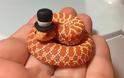 Θα τρελαθείτε! Αυτά είναι τα πιο μικροσκοπικά φίδια που έχετε δει ποτέ - Φωτογραφία 12