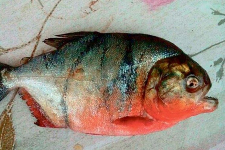 ΕΙΚΟΝΑ - ΣΟΚ: Επίθεση σε ψαρά από κόκκινο πιράνχα... - Φωτογραφία 1