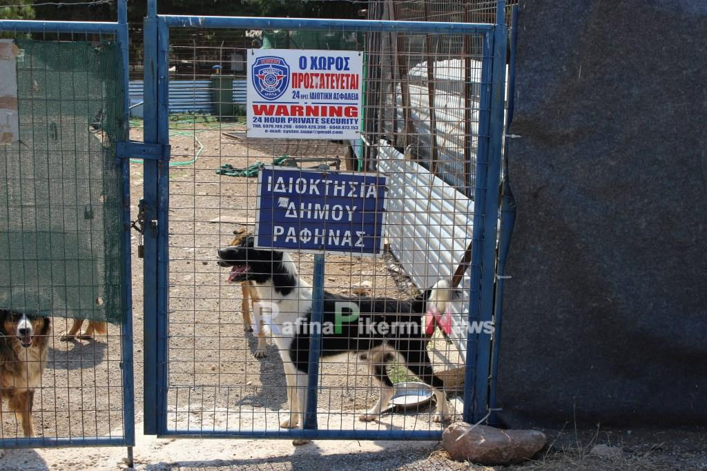 Ραφήνα: Στο σημάδι τα αδέσποτα για ... χαβαλέ! - Φωτογραφία 3