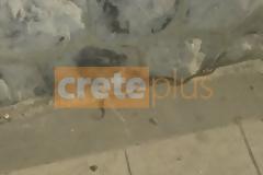 Ενα φίδι έκανε...βόλτα στη Χανιώπορτα - Αναστάτωση στο κέντρο του Ηρακλείου