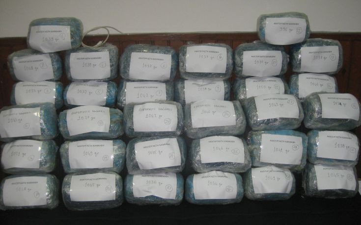 Στα δίχτυα της Αστυνομίας κύκλωμα ναρκωτικών στην Κω - Κατασχέθηκαν 36 κιλά κάνναβης και 630 γραμμάρια κοκαΐνης - Φωτογραφία 1
