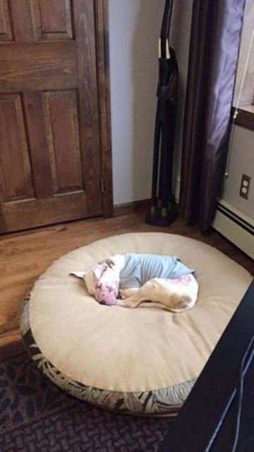 ΑΥΤΗ είναι ίσως η ΧΕΙΡΟΤΕΡΗ περίπτωση ΚΑΚΟΠΟΙΗΣΗΣ σκύλου που έχουμε δει ποτέ - Η τεράστια αλλαγή του όμως μας έφτιαξε τη μέρα... [photos] - Φωτογραφία 6