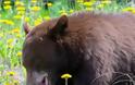 Η vegan διατροφή εξαφάνισε ένα ολόκληρο είδος αρκούδας
