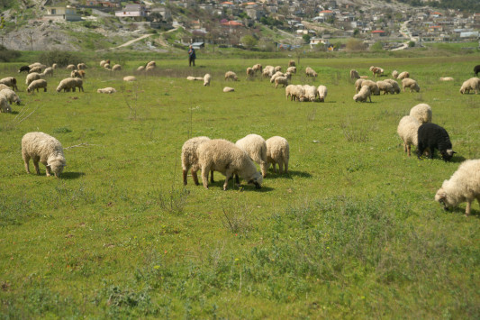Δημόσιοι κτηνίατροι “έγδυναν” κτηνοτρόφους στη Θράκη - Στα χέρια της ΕΛ.ΑΣ. για την κομπίνα τους - Φωτογραφία 1