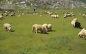 Δημόσιοι κτηνίατροι “έγδυναν” κτηνοτρόφους στη Θράκη - Στα χέρια της ΕΛ.ΑΣ. για την κομπίνα τους