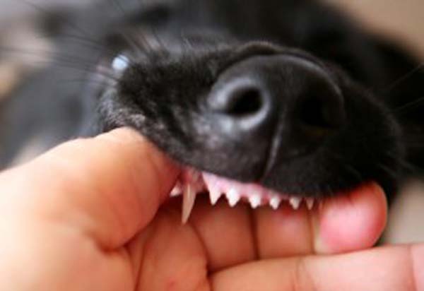 Οδηγίες για το βούρτσισμα των δοντιών του σκύλου ή της γάτας μας - Φωτογραφία 1