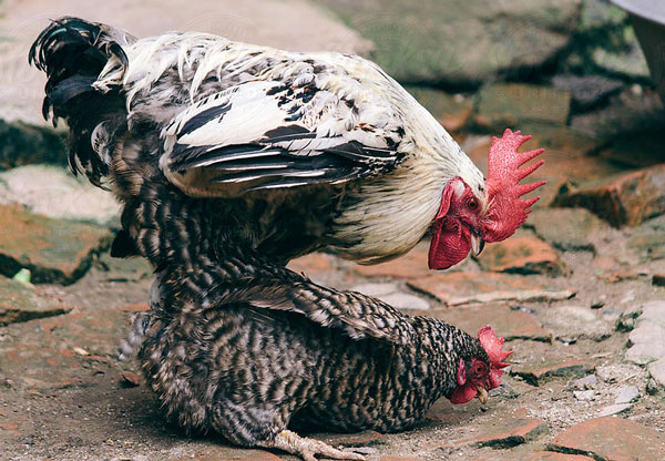 Αυτό το ΞΕΡΑΤΕ; Πώς ζευγαρώνουν οι κότες...; - Φωτογραφία 1