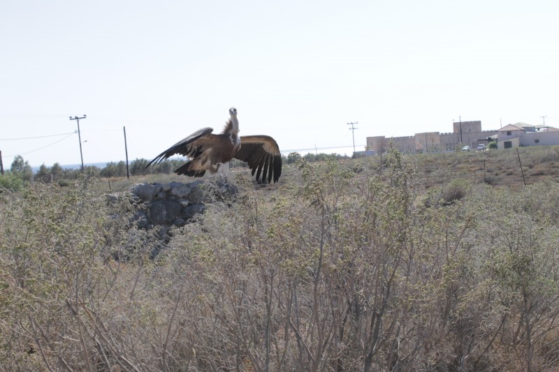 Γύπας έκανε χαμηλή πτήση και προσγείωση στο γήπεδο Φραγκοκάστελλου - Φωτογραφία 7