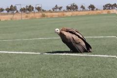 Γύπας έκανε χαμηλή πτήση και προσγείωση στο γήπεδο Φραγκοκάστελλου