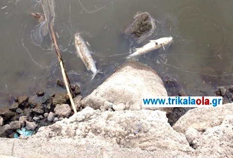 Νεκρά ψάρια ξεβράστηκαν σε παραπόταμο του Πηνειού στα Μεσάγγαλα Λάρισας [photos] - Φωτογραφία 1