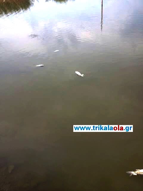 Νεκρά ψάρια ξεβράστηκαν σε παραπόταμο του Πηνειού στα Μεσάγγαλα Λάρισας [photos] - Φωτογραφία 2