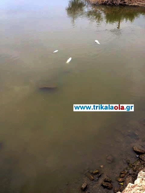 Νεκρά ψάρια ξεβράστηκαν σε παραπόταμο του Πηνειού στα Μεσάγγαλα Λάρισας [photos] - Φωτογραφία 3